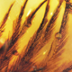 Illustration for article titled Dinosaur Feathers Discovered in Canadian Amber